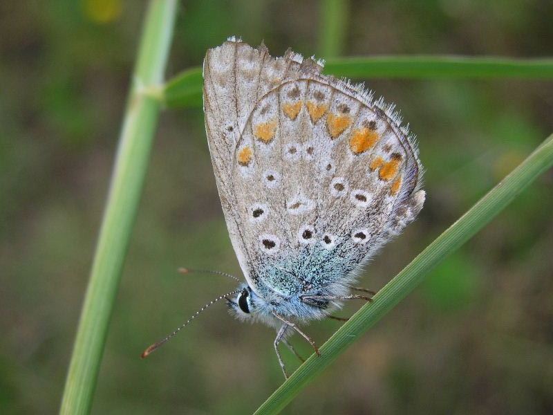Lycaenidae 1 - Polyommatus icarus
